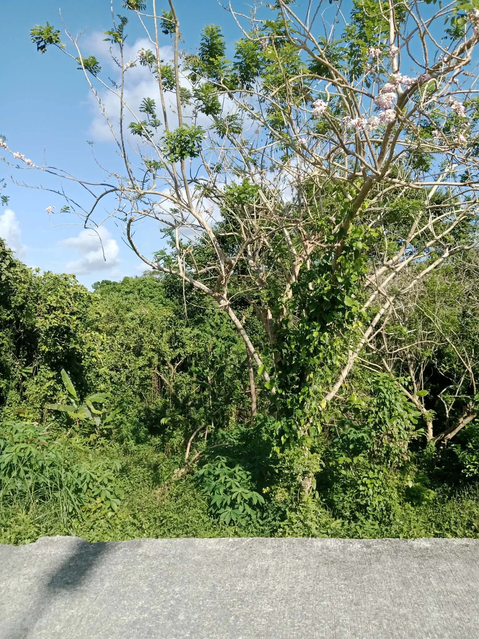 Tagaytay City | Lot for Sale in Tagaytay City